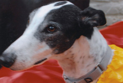 Head shot of Paul's adorable greyhound